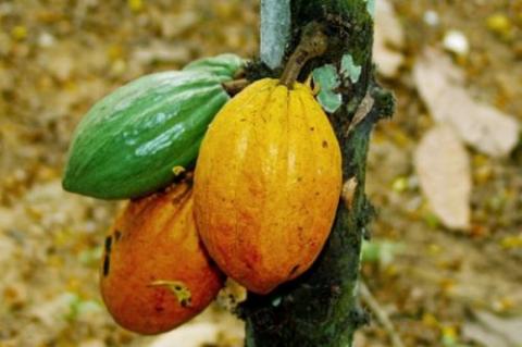 Ghana : le Cocobod financera plusieurs projets en faveur de la hausse de la performance de la filière cacao